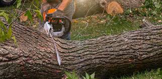 Best Tree and Shrub Care  in Melrose Park, NY