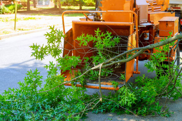 Best Utility Line Clearance  in Melrose Park, NY