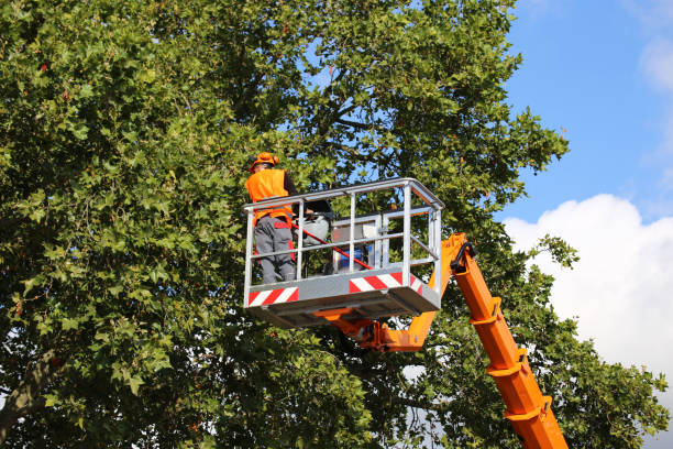 Best Stump Grinding and Removal  in Melrose Park, NY
