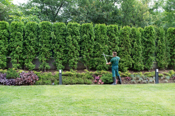 Professional Tree Services in Melrose Park, NY