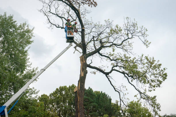 Best Palm Tree Trimming  in Melrose Park, NY