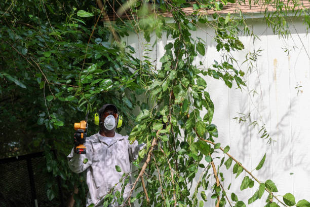Best Hazardous Tree Removal  in Melrose Park, NY