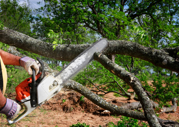  Melrose Park, NY Tree Services Pros